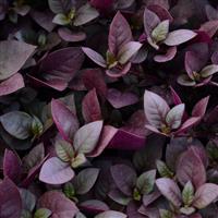 Purple Prince Alternanthera