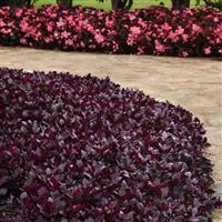 Purple Prince Alternanthera