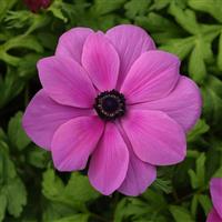 Mona Lisa<sup>®</sup> Orchid Shade Anemone