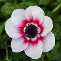 Mona Lisa<sup>®</sup> Red Bicolor Anemone