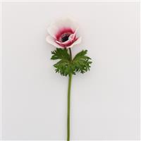 Mona Lisa<sup>®</sup> Red Bicolor Anemone
