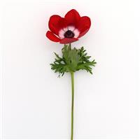 Mona Lisa<sup>®</sup> Scarlet Eye Anemone
