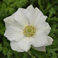 Mona Lisa<sup>®</sup> White Anemone