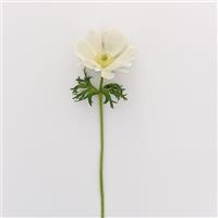 Mona Lisa<sup>®</sup> White Anemone