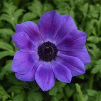 Mona Lisa<sup>®</sup> Deep Blue Anemone