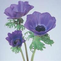 Mona Lisa<sup>®</sup> Deep Blue Anemone
