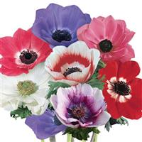 Mona Lisa<sup>®</sup> Mixture Anemone