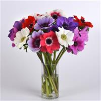 Mona Lisa<sup>®</sup> Mixture Anemone