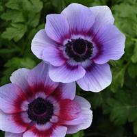 Mona Lisa<sup>®</sup> Wine White Bicolor Anemone