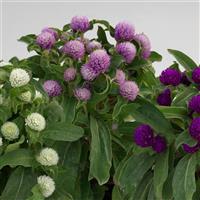 Gnome Mix Gomphrena