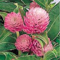 Gnome Pink Gomphrena