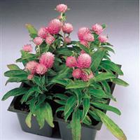 Gnome Pink Gomphrena