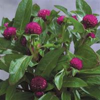Gnome Purple Gomphrena