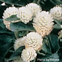 Gnome White Gomphrena