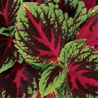 Kong<sup>®</sup> Red Coleus, Premium Shade