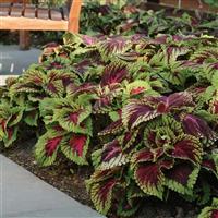 Kong<sup>®</sup> Red Coleus, Premium Shade