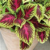 Kong<sup>®</sup> Rose Coleus, Premium Shade