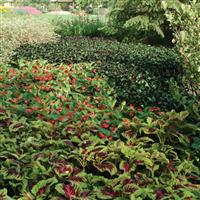 Kong<sup>®</sup> Rose Coleus, Premium Shade