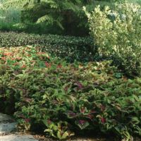Kong<sup>®</sup> Rose Coleus, Premium Shade