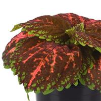 Kong<sup>®</sup> Salmon Pink Coleus, Premium Shade