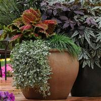 Kong<sup>®</sup> Salmon Pink Coleus, Premium Shade