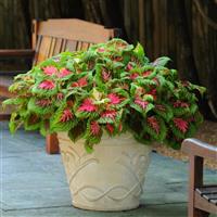 Kong<sup>®</sup> Salmon Pink Coleus, Premium Shade