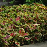 Kong<sup>®</sup> Salmon Pink Coleus, Premium Shade