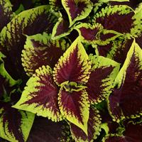 Kong<sup>®</sup> Scarlet Coleus, Premium Shade