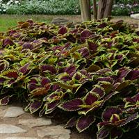 Kong<sup>®</sup> Scarlet Coleus, Premium Shade