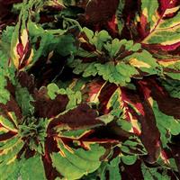 Kong<sup>®</sup> Mosaic Coleus, Premium Shade