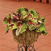 Kong<sup>®</sup> Mosaic Coleus, Premium Shade