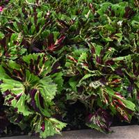 Kong<sup>®</sup> Mosaic Coleus, Premium Shade