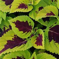 Kong<sup>®</sup> Lime Sprite Coleus, Premium Shade