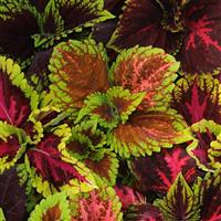 Kong<sup>®</sup> Empire Mixture Coleus, Premium Shade