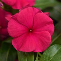 Valiant™ Burgundy Vinca