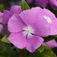 Valiant™ Orchid Vinca