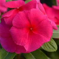 Valiant™ Punch Vinca