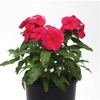 Valiant™ Punch Vinca