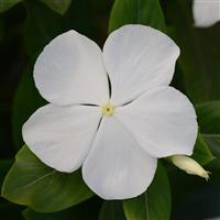 Valiant™ Pure White Vinca