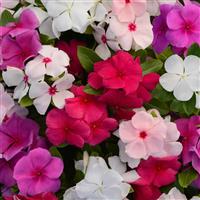 Valiant™ Mixture Vinca