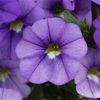 Lia Sky Blue Calibrachoa