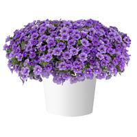 Lia Sky Blue Calibrachoa