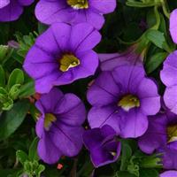 Lia Violet Calibrachoa