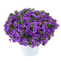 Lia Violet Calibrachoa