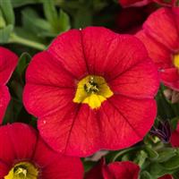 Lia Chili Pepper Calibrachoa