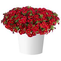 Lia Chili Pepper Calibrachoa
