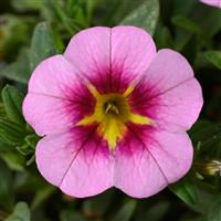 Lia Spark Pink Calibrachoa