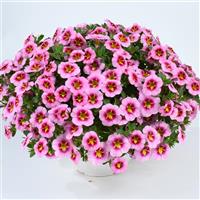 Lia Spark Pink Calibrachoa