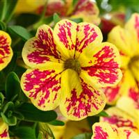 Lia Abstract Lemon Cherry Calibrachoa
