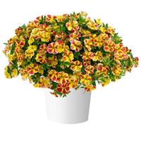 Lia Abstract Lemon Cherry Calibrachoa
